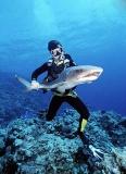 Diver handling Whitetip Reef Shark (Triaenodon obesus)