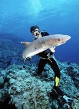 Diver handling Whitetip Reef Shark (Triaenodon obesus)