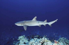 Whitetip Reef Shark (Triaenodon obesus) Whitetip Reef Shark (Triaenodon obesus)