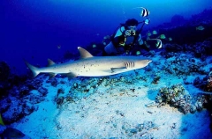 Whitetip Reef Shark (Triaenodon obesus) Whitetip Reef Shark (Triaenodon obesus)
