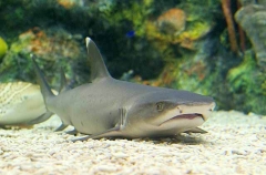 Whitetip Reef Shark (Triaenodon obesus)