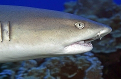 Whitetip Reef Shark (Triaenodon obesus) Whitetip Reef Shark (Triaenodon obesus)