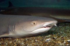 Whitetip Reef Shark (Triaenodon obesus)