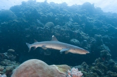 Whitetip Reef Shark (Triaenodon obesus) Whitetip Reef Shark (Triaenodon obesus)