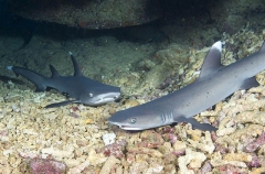 Whitetip Reef Sharks (Triaenodon obesus) Whitetip Reef Sharks (Triaenodon obesus)