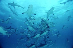 Caribbean Reef Sharks (Carcharhinus perezii)