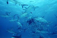 Caribbean Reef Sharks (Carcharhinus perezii) Caribbean Reef Sharks (Carcharhinus perezii)