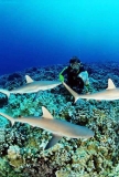 Caribbean Reef Sharks (Carcharhinus perezii) Caribbean Reef Sharks (Carcharhinus perezii)