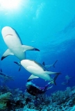 Caribbean Reef Sharks (Carcharhinus perezii)