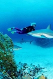 Caribbean Reef Sharks (Carcharhinus perezii)