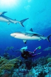 Caribbean Reef Sharks (Carcharhinus perezii)