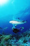 Caribbean Reef Sharks (Carcharhinus perezii) Caribbean Reef Sharks (Carcharhinus perezii)