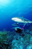 Caribbean Reef Shark (Carcharhinus perezii) Caribbean Reef Shark (Carcharhinus perezii)