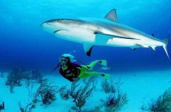 Caribbean Reef Shark (Carcharhinus perezii) Caribbean Reef Shark (Carcharhinus perezii)