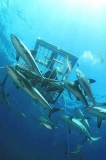 Caribbean Reef Sharks (Carcharhinus perezii) Caribbean Reef Sharks (Carcharhinus perezii)