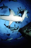 Caribbean Reef Sharks (Carcharhinus perezii) Caribbean Reef Sharks (Carcharhinus perezii)