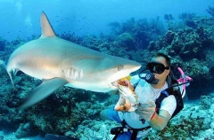 Caribbean Reef Shark (Carcharhinus perezii) Caribbean Reef Shark (Carcharhinus perezii)