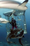 Caribbean Reef Sharks (Carcharhinus perezii) Caribbean Reef Sharks (Carcharhinus perezii)