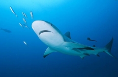 Caribbean Reef Shark (Carcharhinus perezii) Caribbean Reef Shark (Carcharhinus perezii)