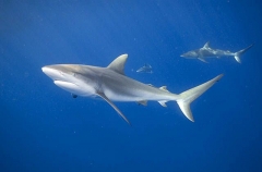 Caribbean Reef Sharks (Carcharhinus perezii) Caribbean Reef Sharks (Carcharhinus perezii)