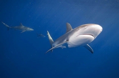 Caribbean Reef Sharks (Carcharhinus perezii) Caribbean Reef Sharks (Carcharhinus perezii)