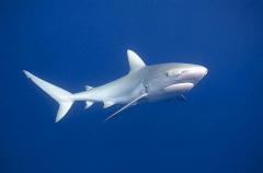 Caribbean Reef Shark (Carcharhinus perezii) Caribbean Reef Shark (Carcharhinus perezii)