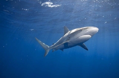 Caribbean Reef Shark (Carcharhinus perezii) Caribbean Reef Shark (Carcharhinus perezii)