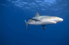Caribbean Reef Shark (Carcharhinus perezii) Caribbean Reef Shark (Carcharhinus perezii)