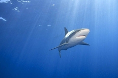 Caribbean Reef Shark (Carcharhinus perezii) Caribbean Reef Shark (Carcharhinus perezii)