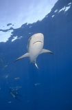 Caribbean Reef Shark (Carcharhinus perezii) Caribbean Reef Shark (Carcharhinus perezii)