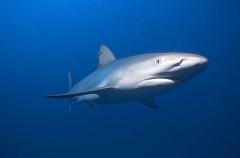 Caribbean Reef Shark (Carcharhinus perezii) Caribbean Reef Shark (Carcharhinus perezii)
