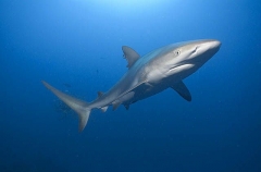 Caribbean Reef Shark (Carcharhinus perezii) Caribbean Reef Shark (Carcharhinus perezii)