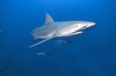 Caribbean Reef Sharks (Carcharhinus perezii) Caribbean Reef Sharks (Carcharhinus perezii)