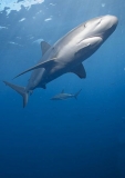 Caribbean Reef Shark (Carcharhinus perezii) Caribbean Reef Shark (Carcharhinus perezii)