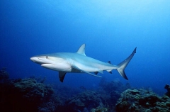 Caribbean Reef Shark (Carcharhinus perezii) Caribbean Reef Shark (Carcharhinus perezii)