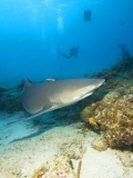 Lemon Shark (Negaprion brevirostris) Lemon Shark (Negaprion brevirostris)