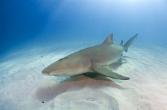 Lemon Shark (Negaprion brevirostris) Lemon Shark (Negaprion brevirostris)