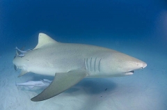 Lemon Shark (Negaprion brevirostris) Lemon Shark (Negaprion brevirostris)