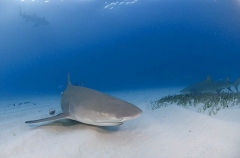 Lemon Shark (Negaprion brevirostris) Lemon Shark (Negaprion brevirostris)