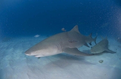 Lemon Sharks (Negaprion brevirostris) Lemon Sharks (Negaprion brevirostris)