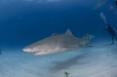 Lemon Sharks (Negaprion brevirostris) Lemon Sharks (Negaprion brevirostris)