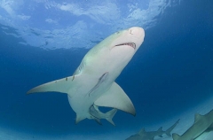 Lemon Shark (Negaprion brevirostris) Lemon Shark (Negaprion brevirostris)