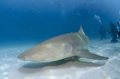 Lemon Shark (Negaprion brevirostris) Lemon Shark (Negaprion brevirostris)