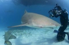 Lemon Sharks (Negaprion brevirostris) Lemon Sharks (Negaprion brevirostris)