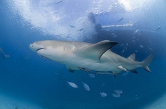 Lemon Shark (Negaprion brevirostris) Lemon Shark (Negaprion brevirostris)