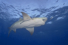 Lemon Shark (Negaprion brevirostris) Lemon Shark (Negaprion brevirostris)
