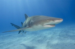 Lemon Shark (Negaprion brevirostris) Lemon Shark (Negaprion brevirostris)
