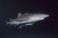 Lemon Shark (Negaprion brevirostris) Lemon Shark (Negaprion brevirostris)