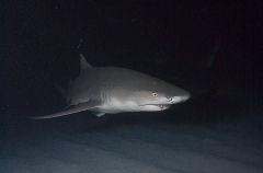 Lemon Shark (Negaprion brevirostris) Lemon Shark (Negaprion brevirostris)