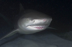 Lemon Shark (Negaprion brevirostris) Lemon Shark (Negaprion brevirostris)